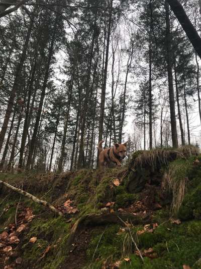 Foto -Challenge  Thema : Dein Hund Im Wald-Beitrag-Bild