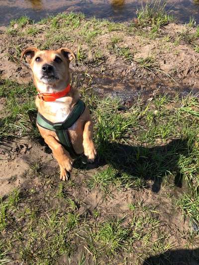 Foto-Challenge: Der schmollende Hund-Beitrag-Bild