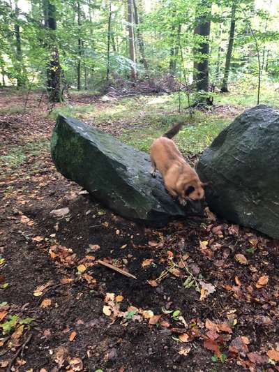 33.Farben Challenge: 
Thema Herbstfarben-Beitrag-Bild