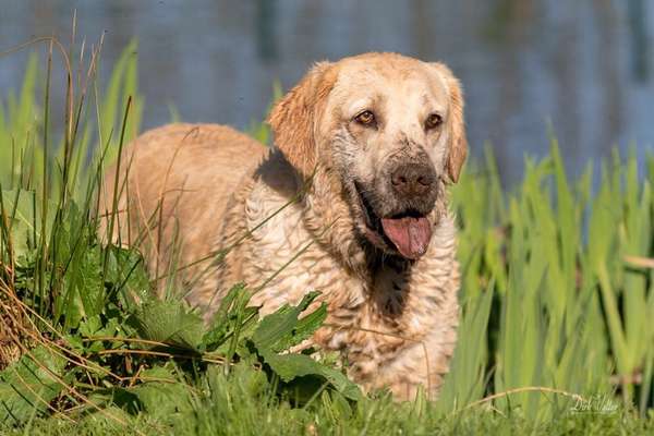 Foto-Challenge: Der unschuldige Hund:"Ich war's nicht!"-Beitrag-Bild