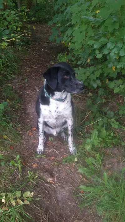 Black dogs are beautiful-Beitrag-Bild