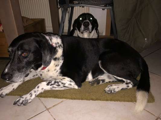 Dogorama Photo Challenge - Versteckspiel-Beitrag-Bild