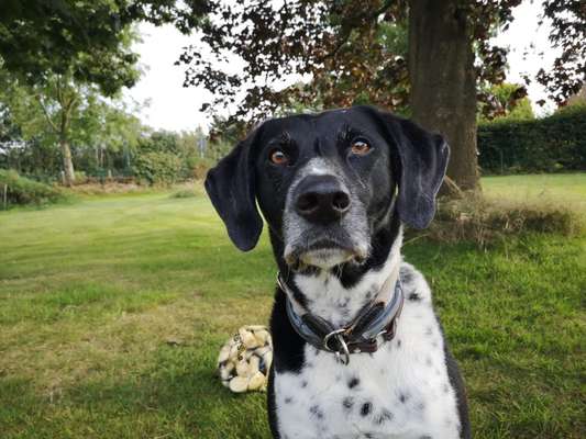 Foto-Challenge: Der schmollende Hund-Beitrag-Bild