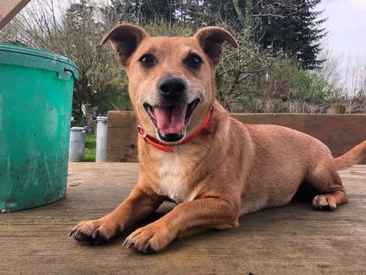 Hunde Porträt (Portrait) Galerie....-Beitrag-Bild