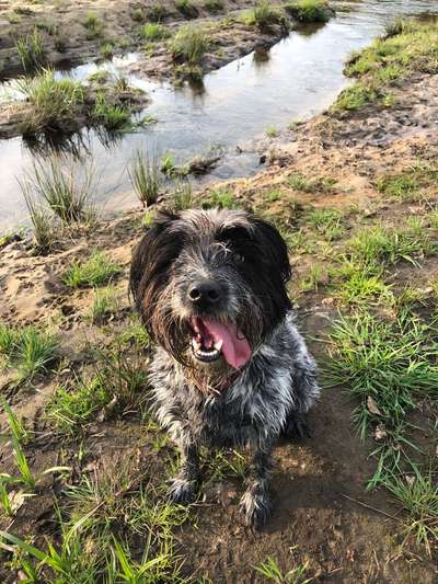 Hunde Porträt (Portrait) Galerie....-Beitrag-Bild