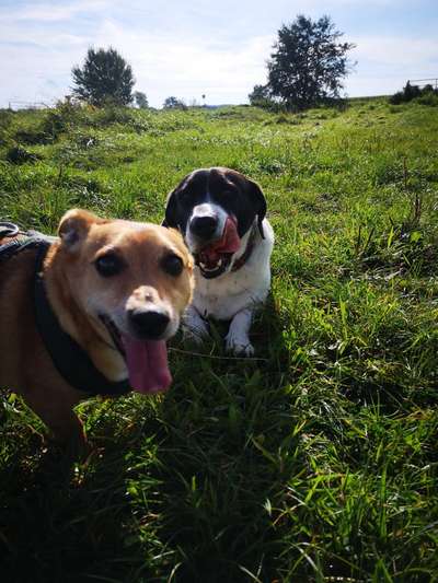 154. FotoChallenge * AUFS BILD GEMOGELT *-Beitrag-Bild