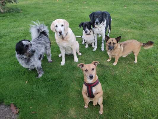 Helikopter Hundehalter!-Beitrag-Bild