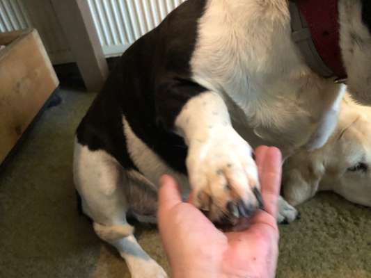 157 Fotochallege- Gib mir Deine Pfote und ich schenke Dir mein Herz-Beitrag-Bild