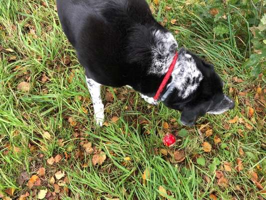 33.Farben Challenge: 
Thema Herbstfarben-Beitrag-Bild