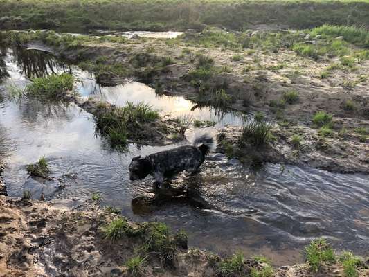 Fotowettbewerb: Wasserratte-Beitrag-Bild