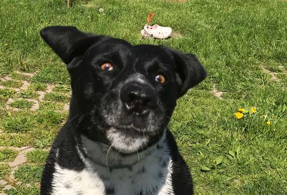 Fotowettbewerb ,,mein gruseliger Hund"-Beitrag-Bild