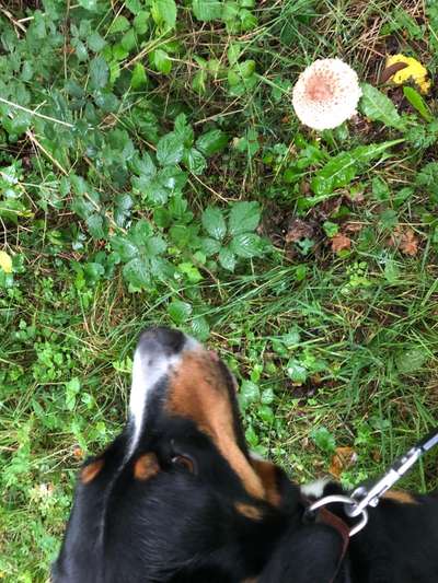 33.Farben Challenge: 
Thema Herbstfarben-Beitrag-Bild