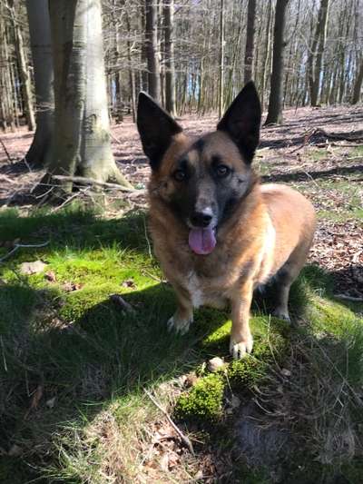 Foto -Challenge  Thema : Dein Hund Im Wald-Beitrag-Bild