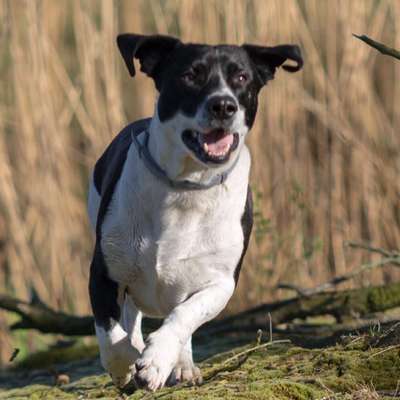 Titelbild Gruppe Basset Hound und Basset-Mix
