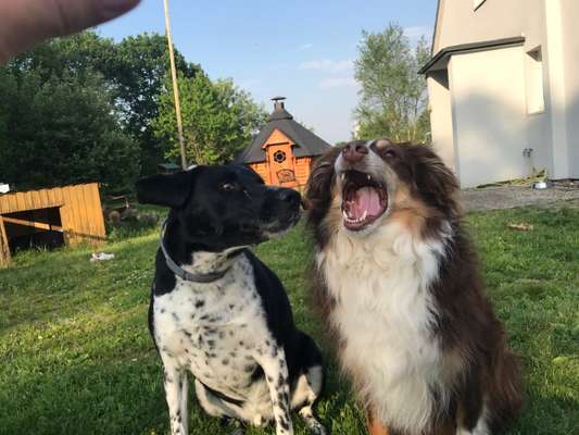 63. Handyfotochallenge   * Nase dran ! *-Beitrag-Bild