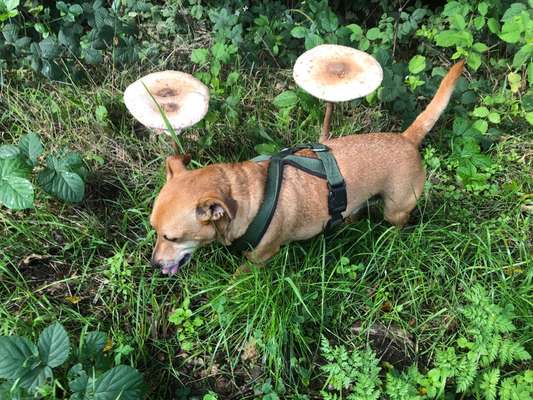 33.Farben Challenge: 
Thema Herbstfarben-Beitrag-Bild