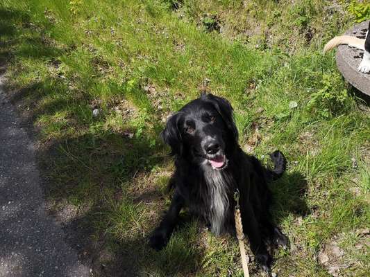 Unsere Fellnasen im Regenbogenland-Beitrag-Bild