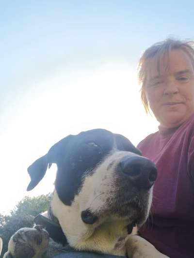 85. Foto Challenge : Schosshund-Beitrag-Bild