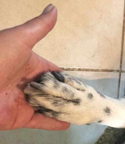 157 Fotochallege- Gib mir Deine Pfote und ich schenke Dir mein Herz-Beitrag-Bild