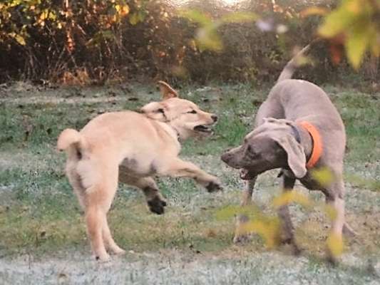 Fotowettbewerb : Hundekommunikation-Beitrag-Bild