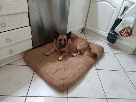 Auslandstierschutz-Beitrag-Bild