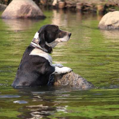 Fotowettbewerb: Wasserratte-Beitrag-Bild