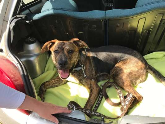 Foto Challenge Thema "Hunde im Auto"-Beitrag-Bild