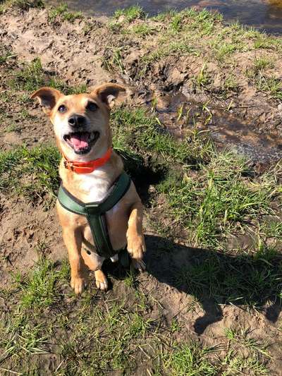 Jack Russel-Beitrag-Bild