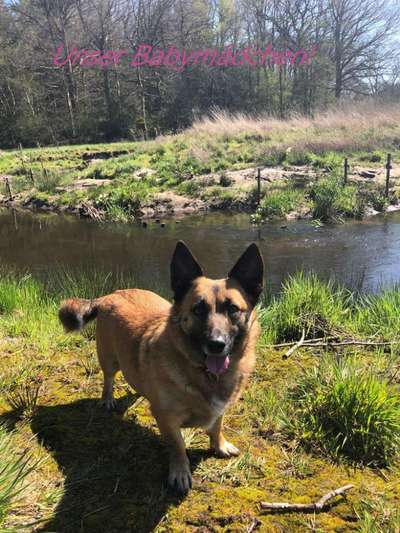 Fotowettbewerb "Liebeserklärung an deinen Hund!"-Beitrag-Bild