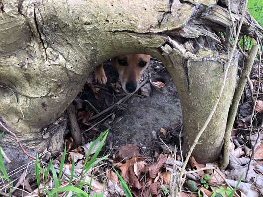 80. Foto  Challenge - Versteckt/ in einer Höhle-Beitrag-Bild