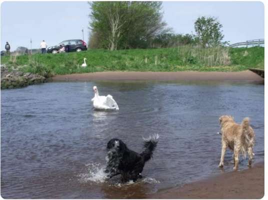 Dogorama Photo Challenge - Spieglein Spieglein . . .-Beitrag-Bild