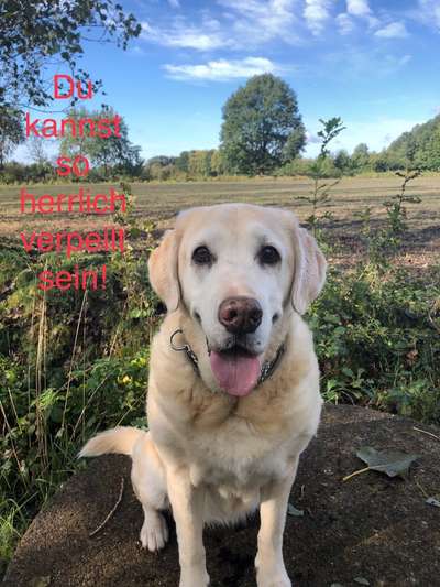 Fotowettbewerb "Liebeserklärung an deinen Hund!"-Beitrag-Bild