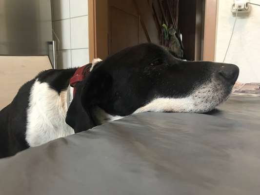 Hunde Memes-Beitrag-Bild