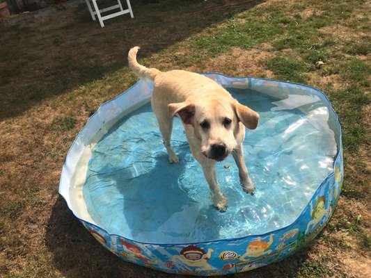 Bild wo euer Hund quatsch macht-Beitrag-Bild