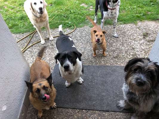 Dogorama Photo Challenge- Aufmerksamkeit bitte!-Beitrag-Bild