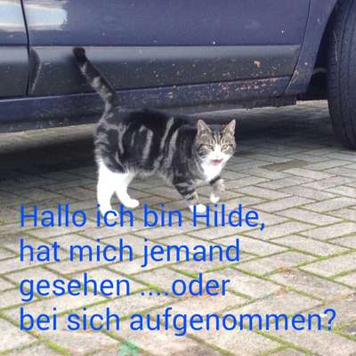 Unsere Fellnasen im Regenbogenland-Beitrag-Bild