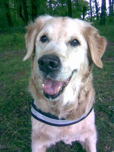 Unsere Fellnasen im Regenbogenland-Beitrag-Bild