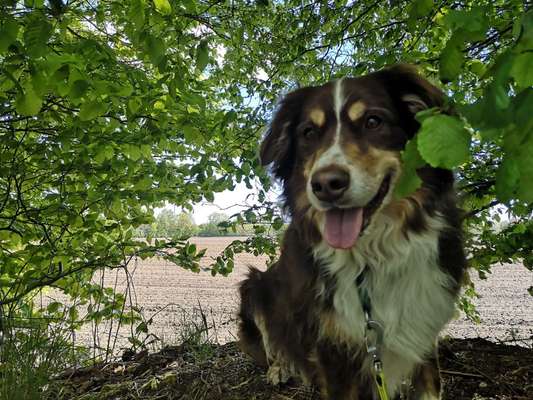 Foto -Challenge  Thema : Dein Hund Im Wald-Beitrag-Bild