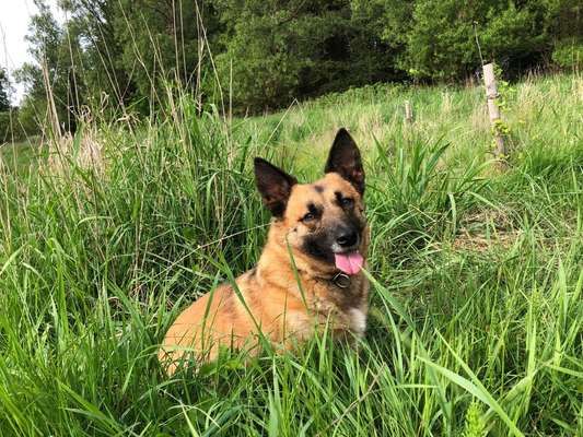 Hunde Porträt (Portrait) Galerie....-Beitrag-Bild