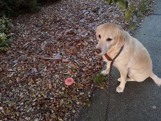 33.Farben Challenge: 
Thema Herbstfarben-Beitrag-Bild