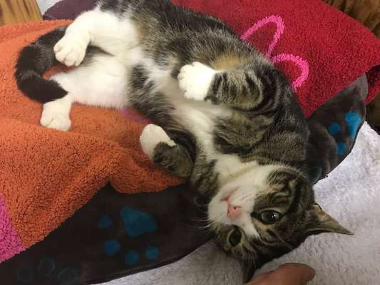 Unsere Fellnasen im Regenbogenland-Beitrag-Bild