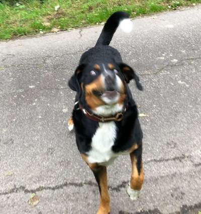 Fotowettbewerb ,,mein gruseliger Hund"-Beitrag-Bild