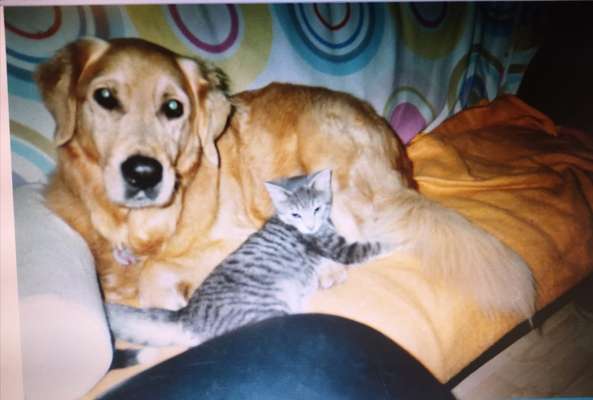 Fotowettbewerb "Liebeserklärung an deinen Hund!"-Beitrag-Bild