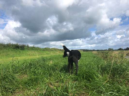 156. Fotochallenge *** DEIN HUND UND DIE WUNDERSCHÖNEN WOLKEN ***-Beitrag-Bild
