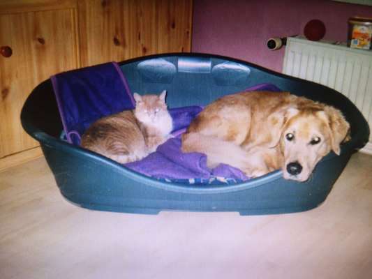 155. FotoChallange * David und Goliath *-Beitrag-Bild