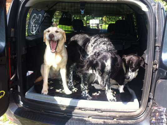 Foto Challenge Thema "Hunde im Auto"-Beitrag-Bild