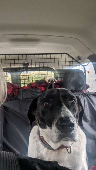 Foto Challenge Thema "Hunde im Auto"-Beitrag-Bild