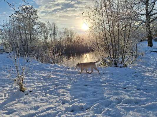 Unsere Fellnasen im Regenbogenland-Beitrag-Bild