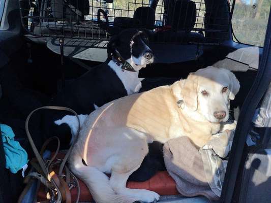 Foto Challenge Thema "Hunde im Auto"-Beitrag-Bild