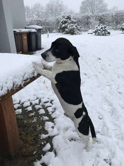 Dogorama Photo Challenge - Hündchen streckt dich-Beitrag-Bild